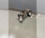 Small Huskies  Mix