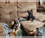 Small Photo #13 Malinois Puppy For Sale in ORCHARDS, WA, USA