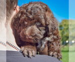 Small Photo #4 Mutt Puppy For Sale in Huntley, IL, USA
