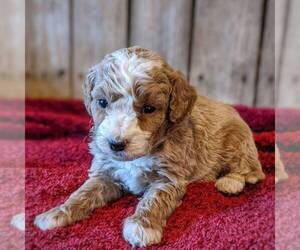 Goldendoodle (Miniature) Puppy for sale in WITHEE, WI, USA
