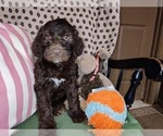 Small Photo #35 Australian Labradoodle Puppy For Sale in W FIELD, NC, USA