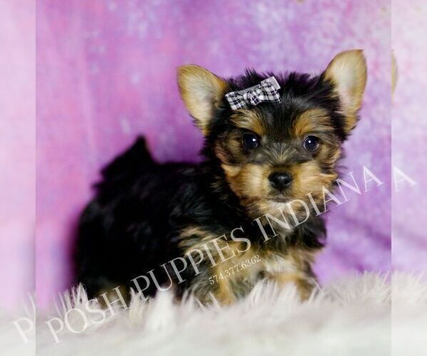 Medium Photo #2 Yorkshire Terrier Puppy For Sale in WARSAW, IN, USA