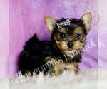 Small #1 Yorkshire Terrier