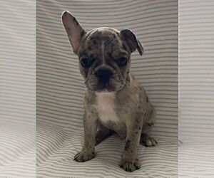 French Bulldog Puppy for sale in JOHNS ISLAND, SC, USA