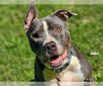Small #2 American Pit Bull Terrier-American Staffordshire Terrier Mix