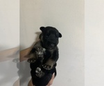 Small Photo #6 German Shepherd Dog Puppy For Sale in RUSTBURG, VA, USA