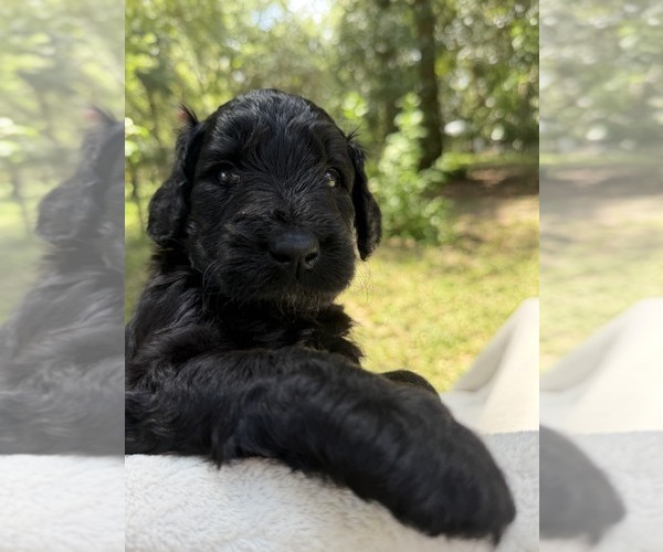 Medium Photo #80 Goldendoodle Puppy For Sale in PIERSON, FL, USA