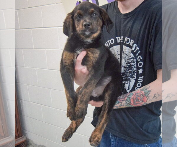 Medium Photo #5 Rottweiler-Unknown Mix Puppy For Sale in Huntley, IL, USA