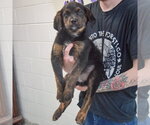 Small #4 Rottweiler Mix