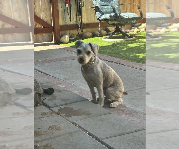 Medium Photo #2 - Mix Puppy For Sale in San Diego , CA, USA
