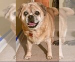 Small Photo #7 Puggle Puppy For Sale in Bellmawr, NJ, USA