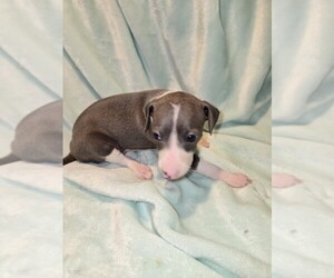 Italian Greyhound Puppy for sale in NESBIT, MS, USA