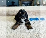 Small Photo #3 Bernedoodle (Miniature) Puppy For Sale in GREENWOOD, IN, USA