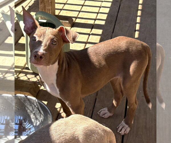 Medium Photo #2 American Pit Bull Terrier-Unknown Mix Puppy For Sale in Wetumpka, AL, USA