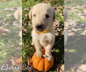 Golden Shepherd Puppy for sale in MONCLOVA, OH, USA