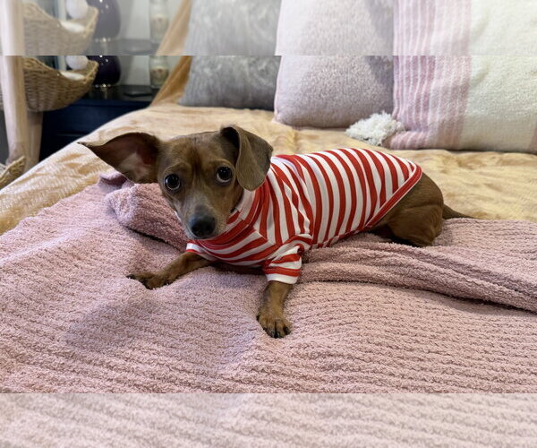 Medium Photo #3 Chihuahua Puppy For Sale in Denton, TX, USA