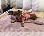 Small #2 Chihuahua