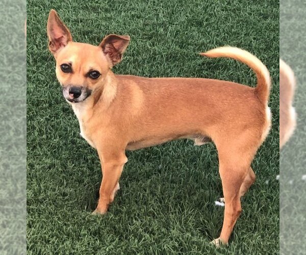 Medium Photo #3 Chipin Puppy For Sale in phoenix, AZ, USA