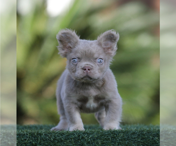 Medium Photo #2 French Bulldog Puppy For Sale in BEVERLY HILLS, CA, USA