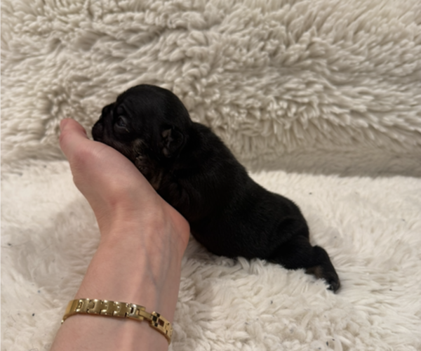Medium Photo #8 French Bulldog Puppy For Sale in KALISPELL, MT, USA