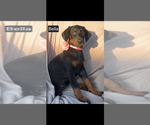 Small #3 Doberman Pinscher