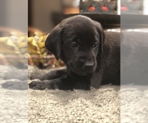 Labrador Retriever Puppy for sale in SUSSEX, NJ, USA