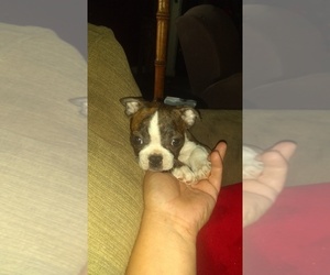 Boston Terrier Puppy for sale in ROCKPORT, TX, USA