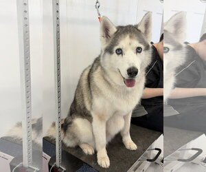 Siberian Husky-Unknown Mix Dogs for adoption in Emmett, ID, USA