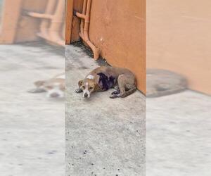 Mutt Dogs for adoption in San Antonio, TX, USA