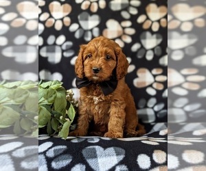 Cock-A-Poo Puppy for sale in KIRKWOOD, PA, USA