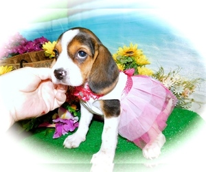 Beagle Puppy for sale in HAMMOND, IN, USA