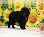Pedro - Male Poodle (Toy) Puppy for Sale - Photo #4