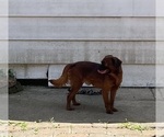 Small #1 Brussels Griffon