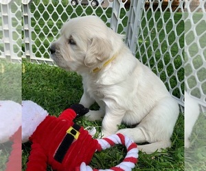 English Cream Golden Retriever Puppy for sale in MARSHFIELD, WI, USA