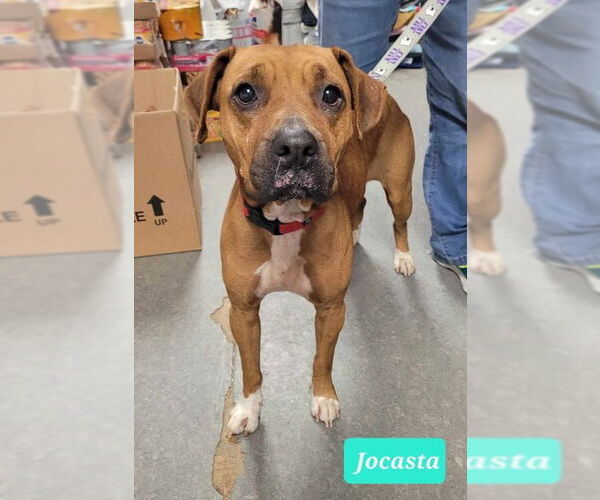 Medium Photo #3 Boxer-Rhodesian Ridgeback Mix Puppy For Sale in Richmond, IN, USA