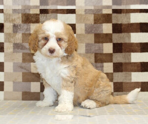 Medium Photo #1 Bernedoodle (Miniature) Puppy For Sale in DENVER, PA, USA