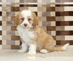Image preview for Ad Listing. Nickname: Harley