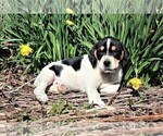 Small Photo #4 Labradinger Puppy For Sale in LISLE, NY, USA