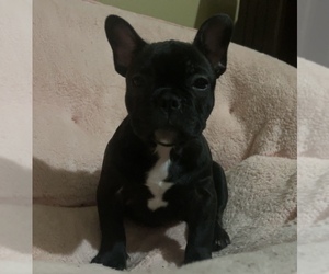 French Bulldog Puppy for sale in BAKERSFIELD, CA, USA