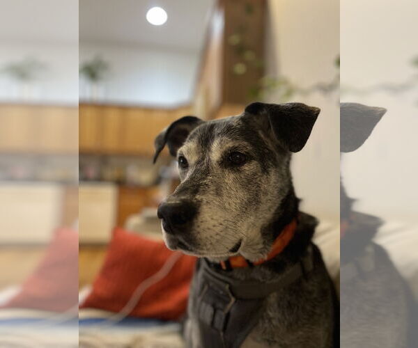 Medium Photo #9 Mutt Puppy For Sale in Philadelphia, PA, USA