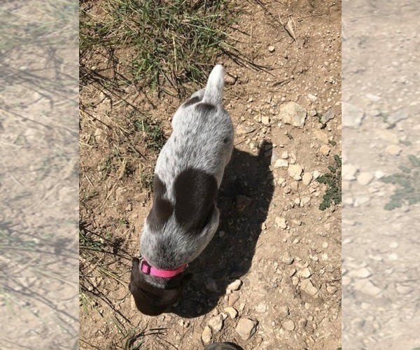 Medium Photo #1 German Shorthaired Pointer Puppy For Sale in BOERNE, TX, USA