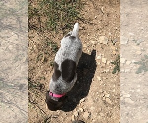 German Shorthaired Pointer Puppy for sale in BOERNE, TX, USA