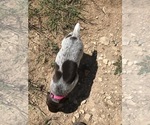 Small Photo #1 German Shorthaired Pointer Puppy For Sale in BOERNE, TX, USA