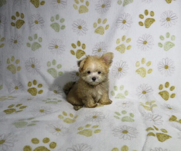 Medium Photo #4 Morkie Puppy For Sale in COOKEVILLE, TN, USA