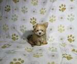Small #3 Morkie