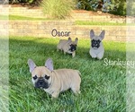 Small Photo #1 French Bulldog Puppy For Sale in COLUMBIA, MO, USA
