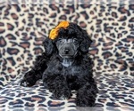 Small Photo #6 Poodle (Miniature) Puppy For Sale in KIRKWOOD, PA, USA