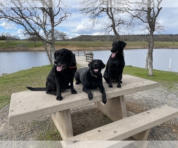 Medium Photo #29 Labrador Retriever Puppy For Sale in REDDING, CA, USA