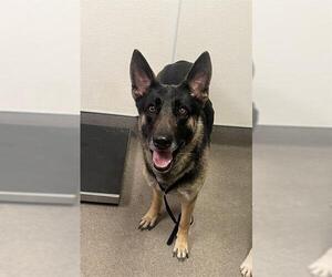 German Shepherd Dog Dogs for adoption in HESPERIA, CA, USA