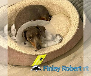 Finley Robert+ - Male Dachshund Dog for Adoption - Photo #11